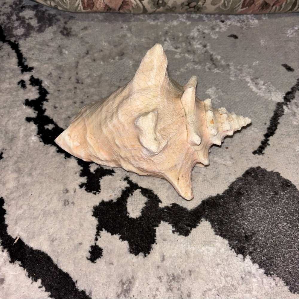Natural Conch Shell Decor - Picture 3 of 5